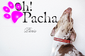 Oh ! Pacha - Le temple du glamour pour chiens et chats
