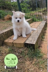 Elevage Pomsky France Nord